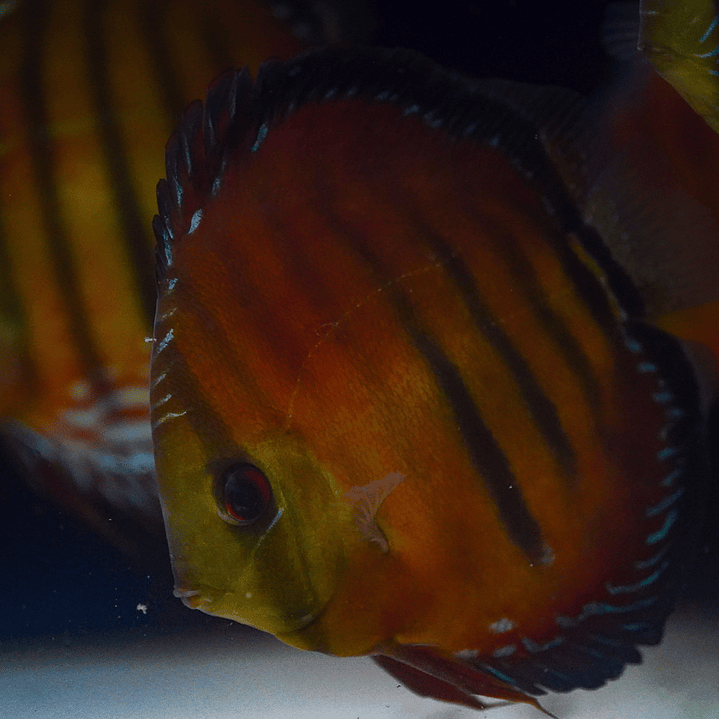 Cuipeua Vermelho Sólido 12