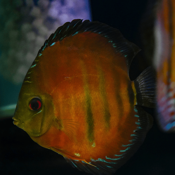 Cuipeua Vermelho Sólido 4