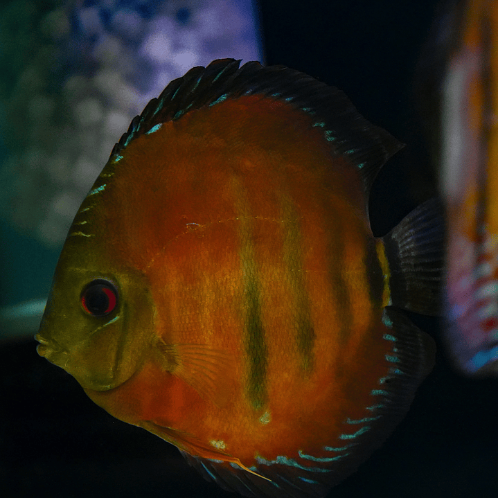 Cuipeua Vermelho Sólido 10