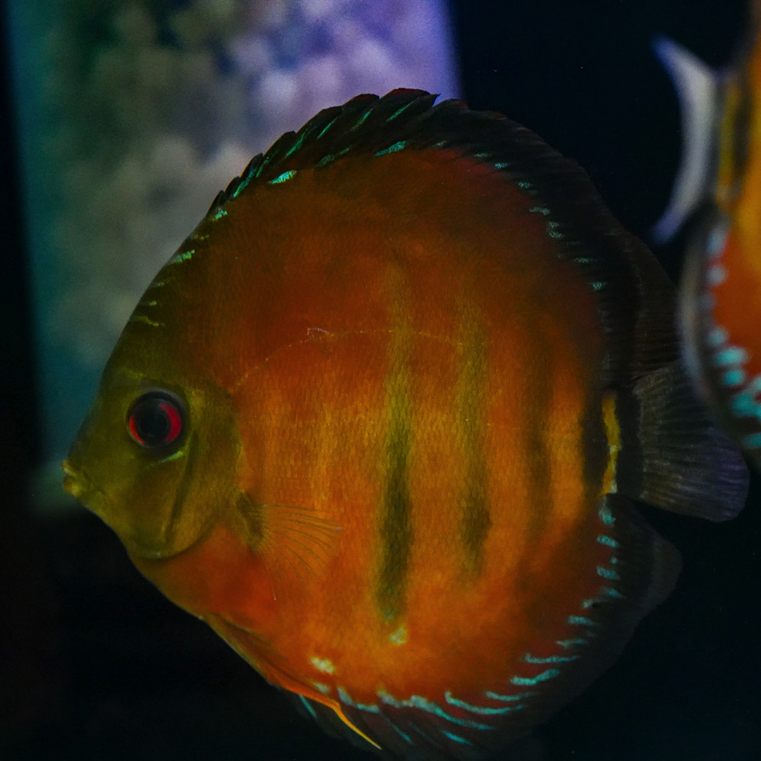 Cuipeua Vermelho Sólido 7