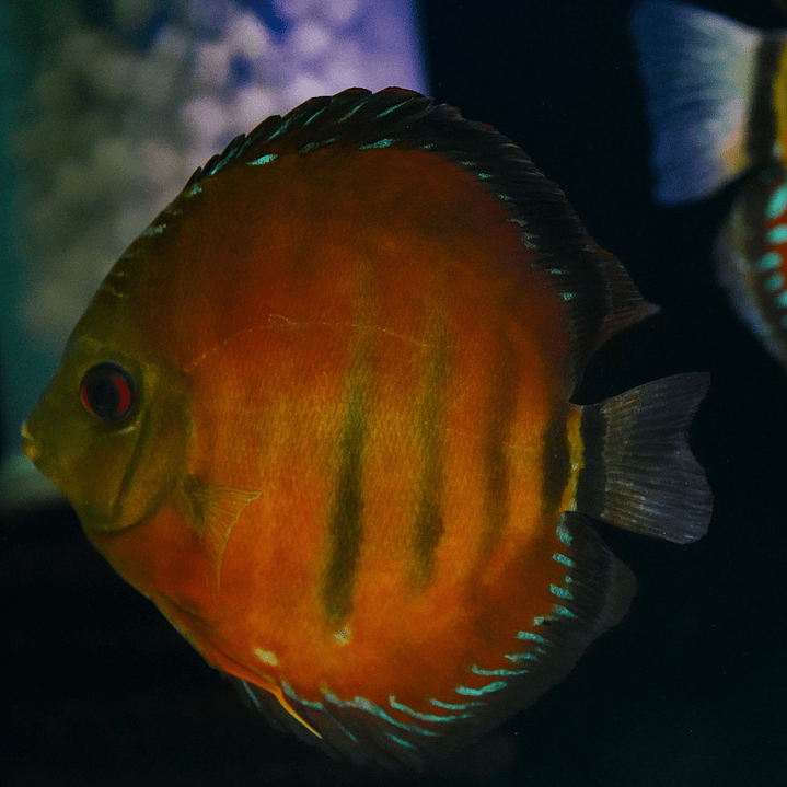 Cuipeua Vermelho Sólido 1