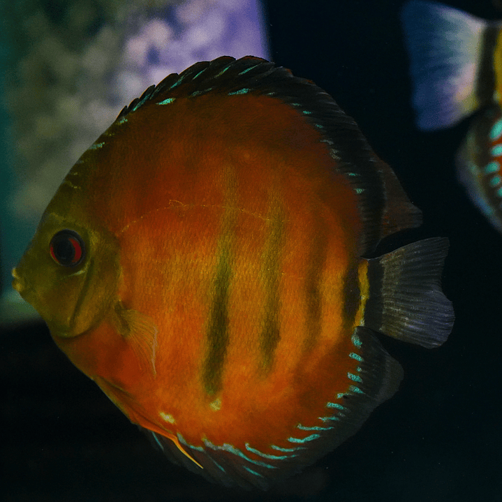 Cuipeua Vermelho Sólido 13