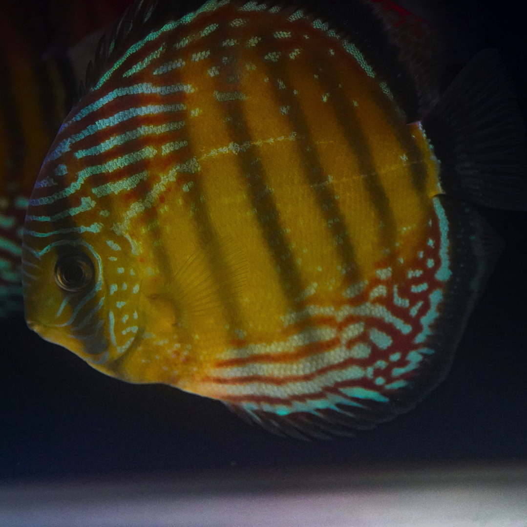 Cuipeua Semi Royal 2