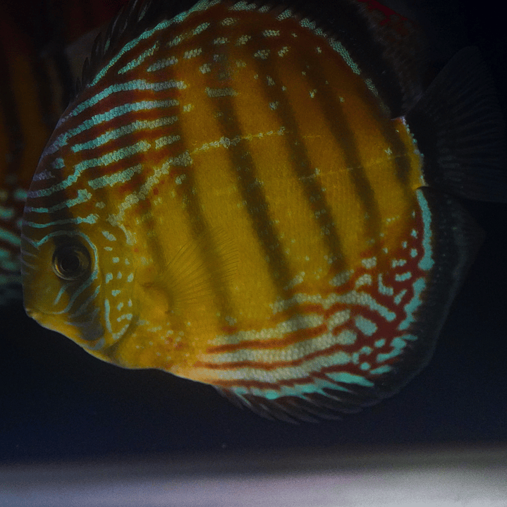 Cuipeua Semi Royal 2