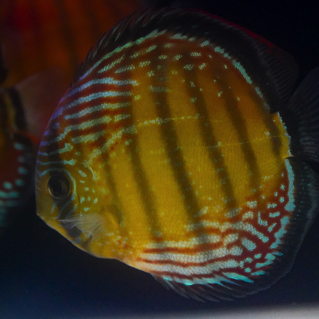 Cuipeua Semi Royal 3