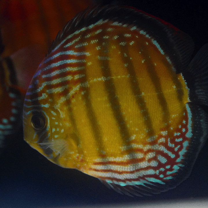 Cuipeua Semi Royal 3