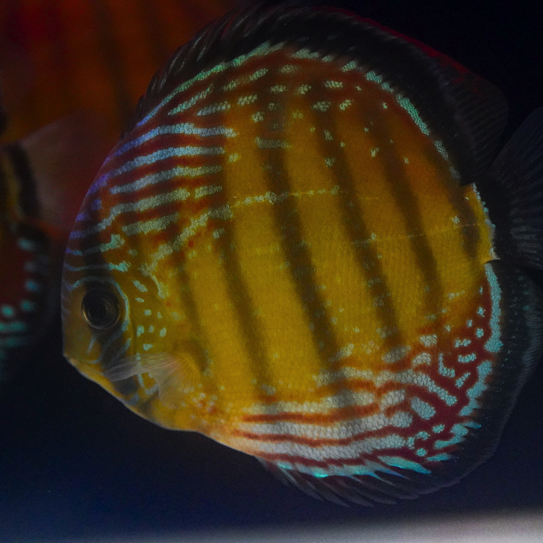 Cuipeua Semi Royal 1