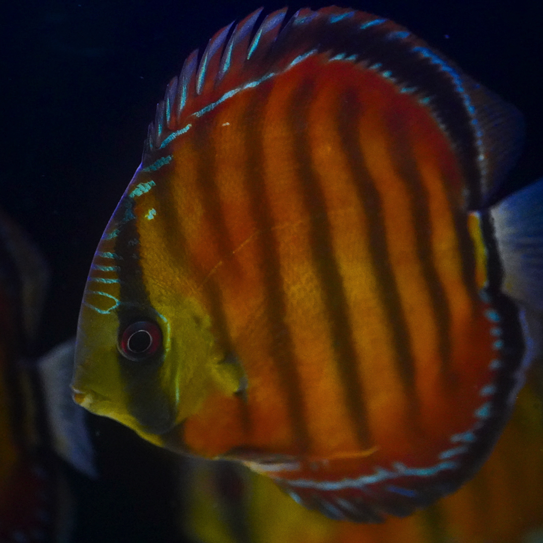 Cuipeua Vermelho Sólido 5