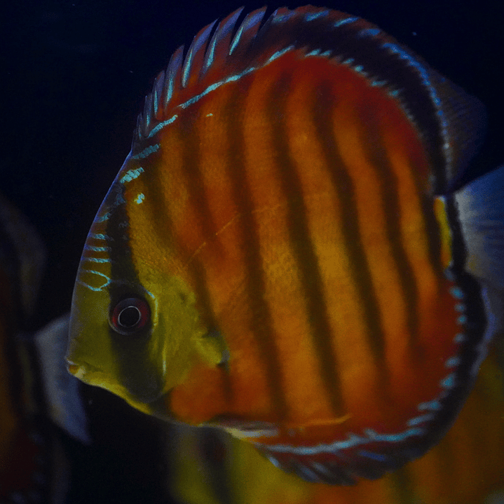 Cuipeua Vermelho Sólido 5