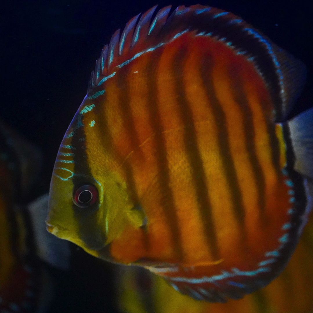 Cuipeua Vermelho Sólido 3