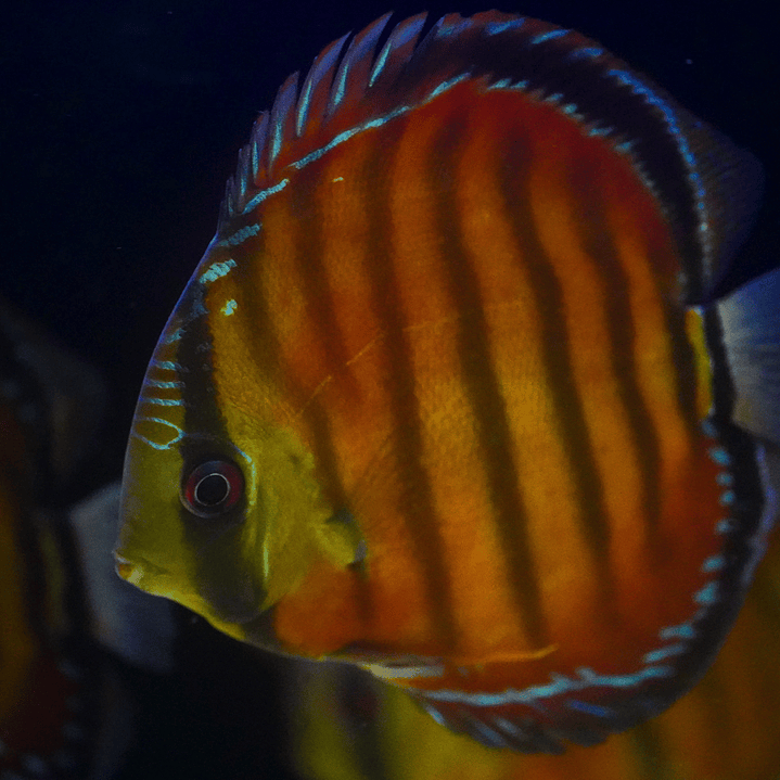 Cuipeua Vermelho Sólido 3