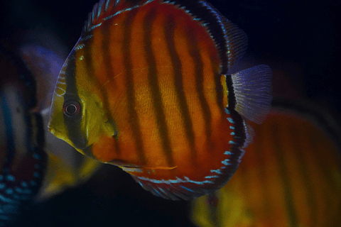 Cuipeua Vermelho Sólido