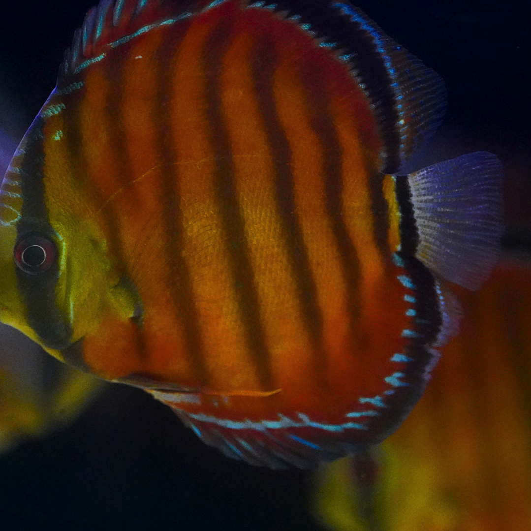 Cuipeua Vermelho Sólido 1