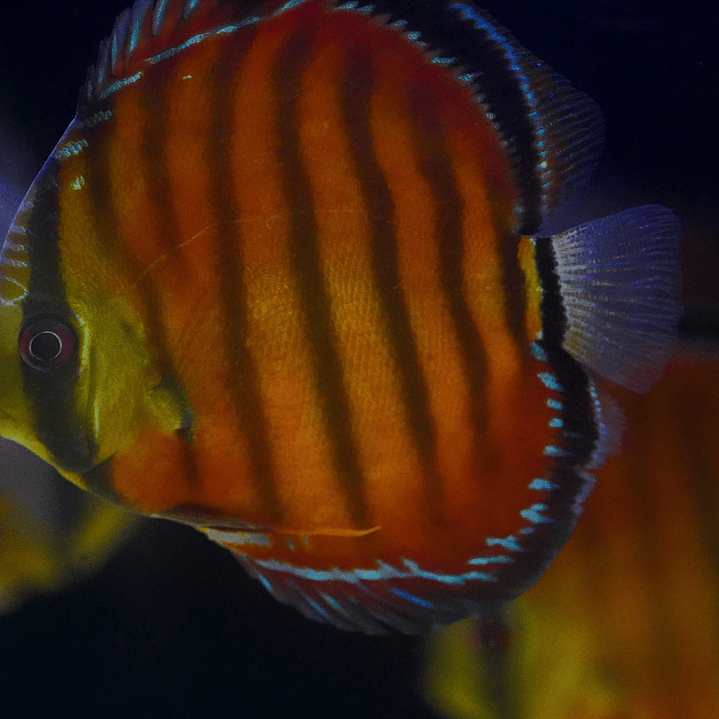 Cuipeua Vermelho Sólido 1