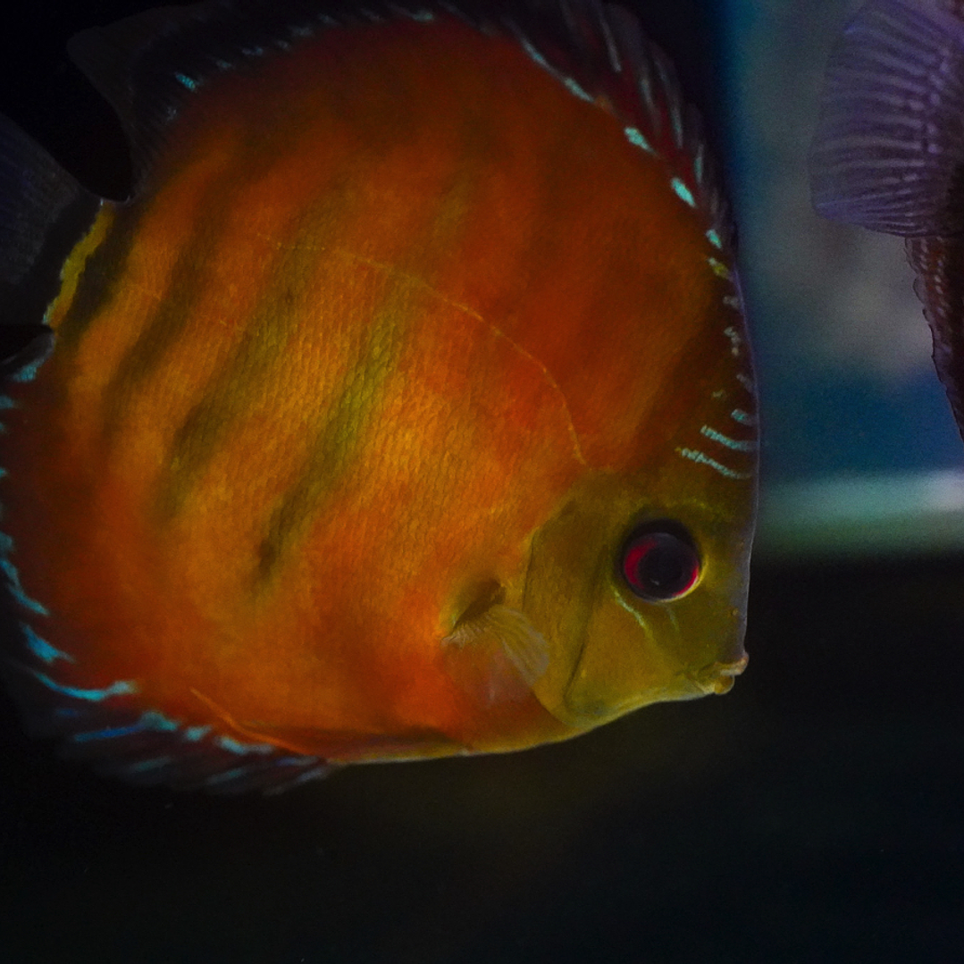 Cuipeua Vermelho Sólido 9