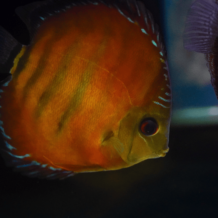 Cuipeua Vermelho Sólido 9