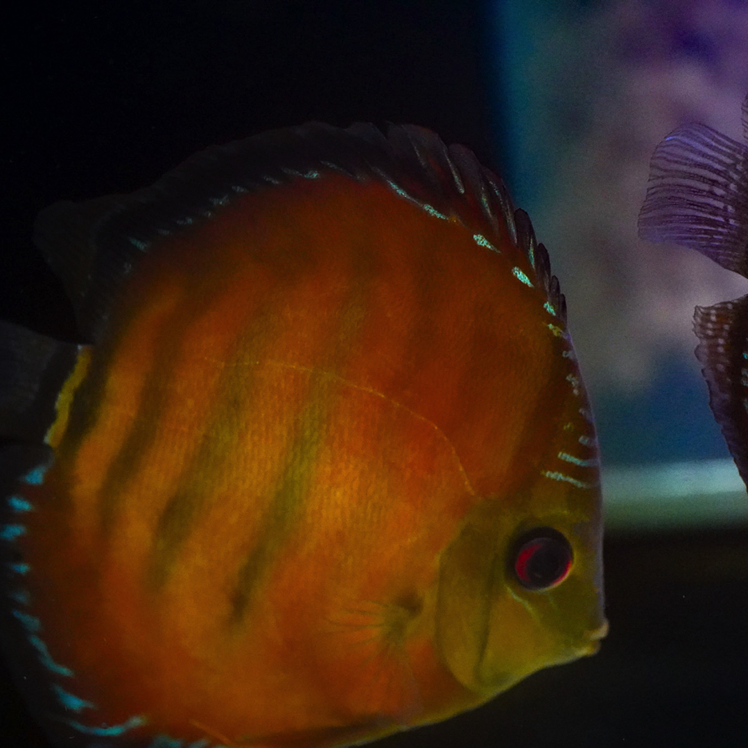 Cuipeua Vermelho Sólido 2