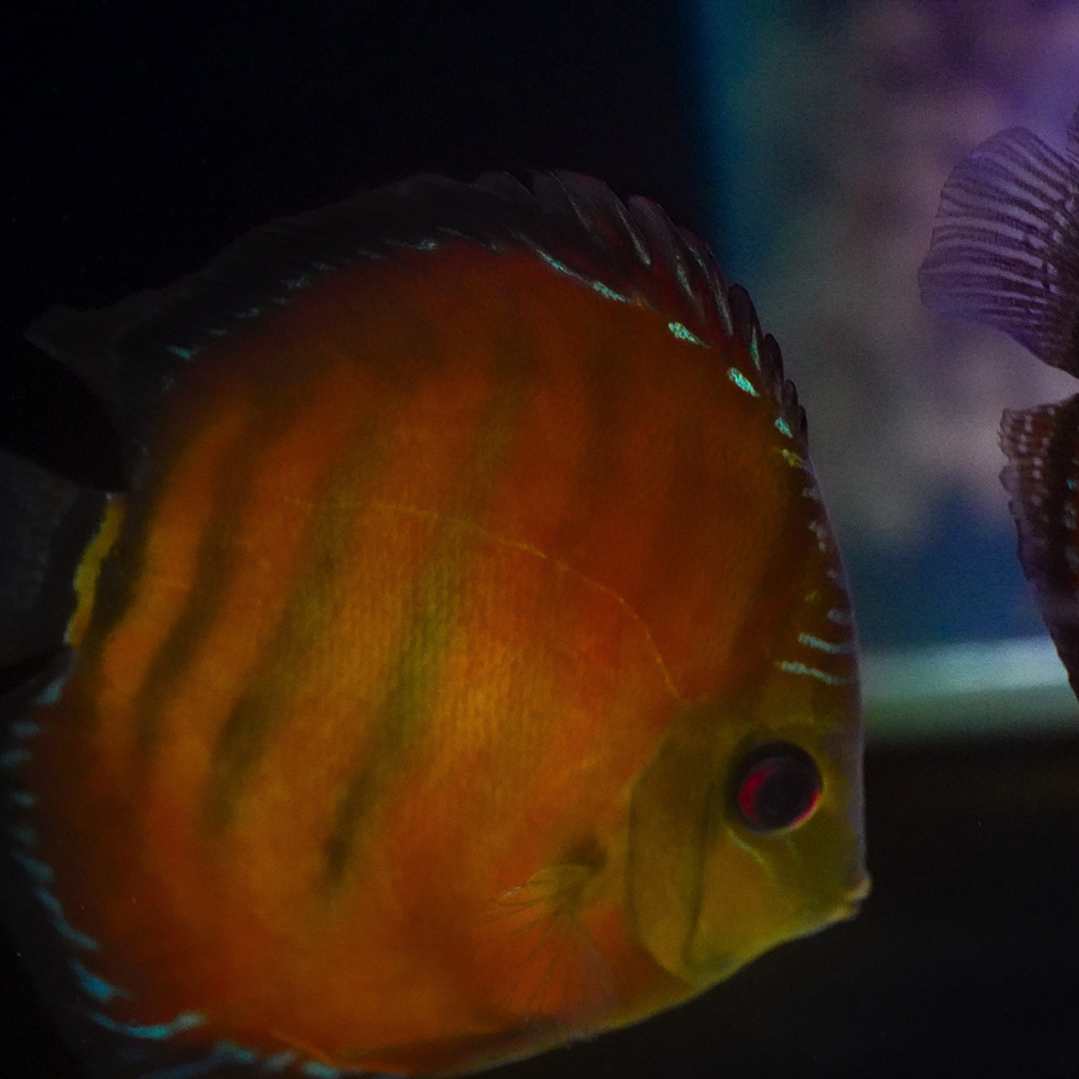 Cuipeua Vermelho Sólido 11