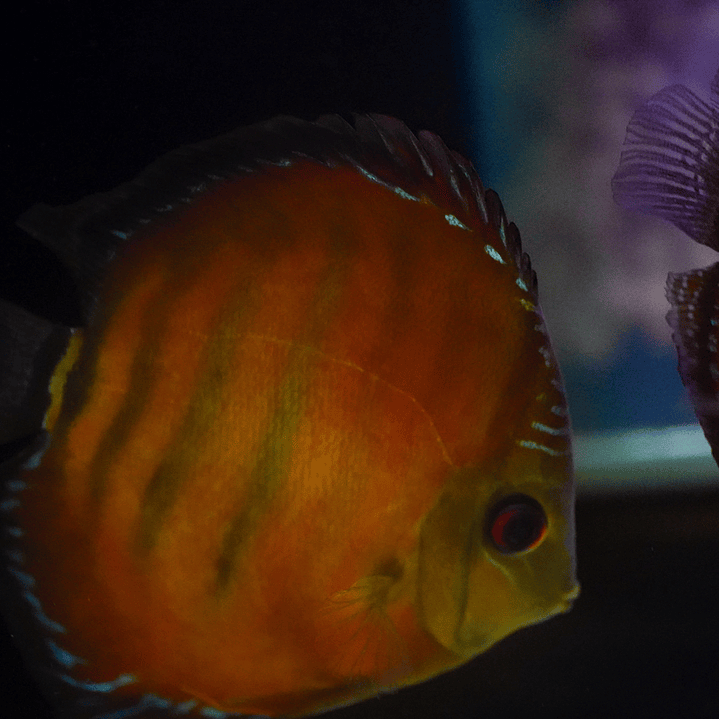 Cuipeua Vermelho Sólido 11