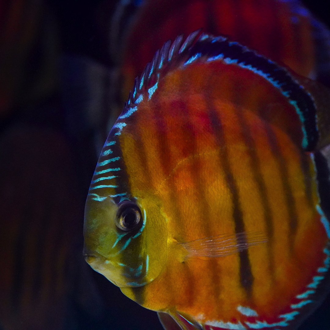 Cuipeua Red Solid 14