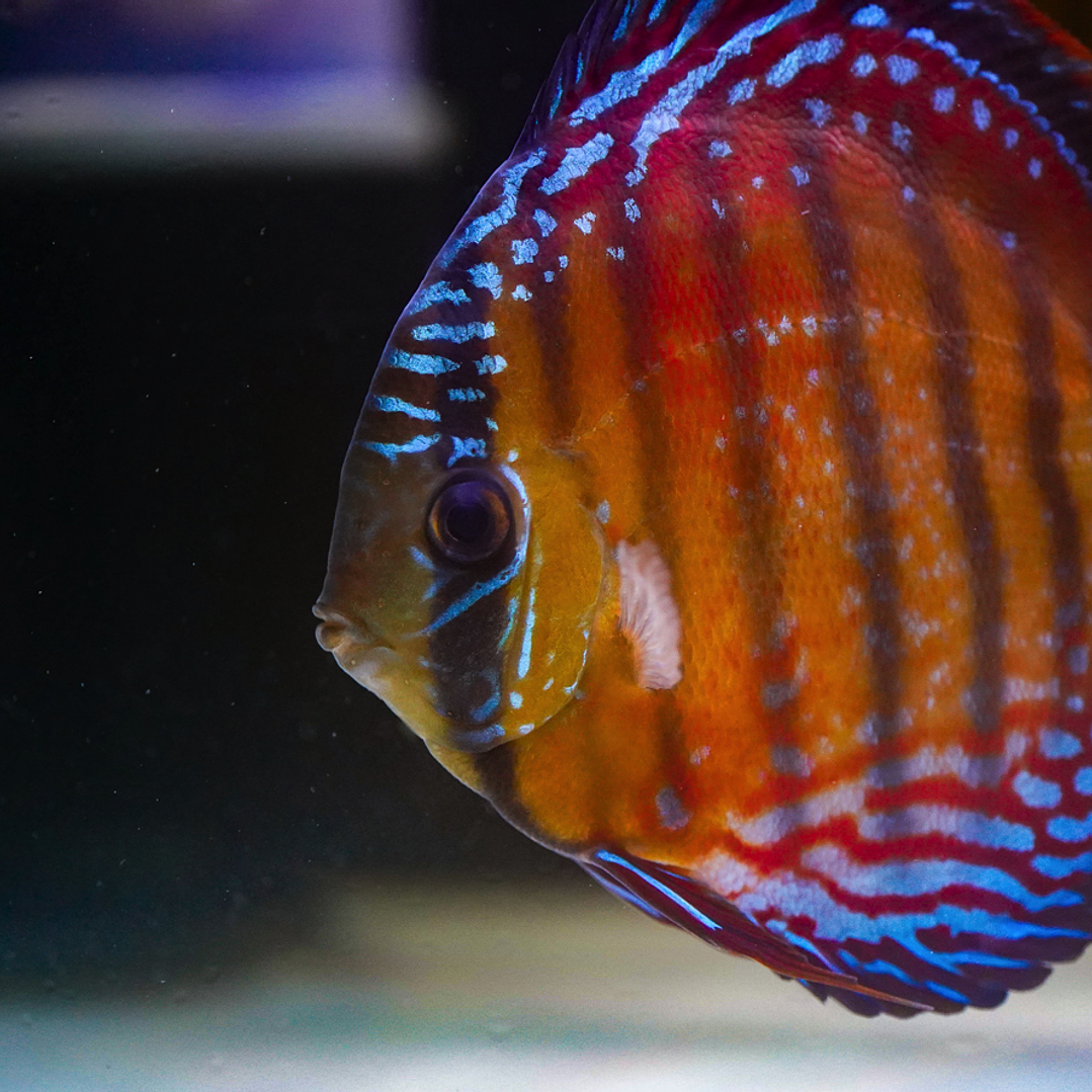 Cuipeua Semi Royal 3