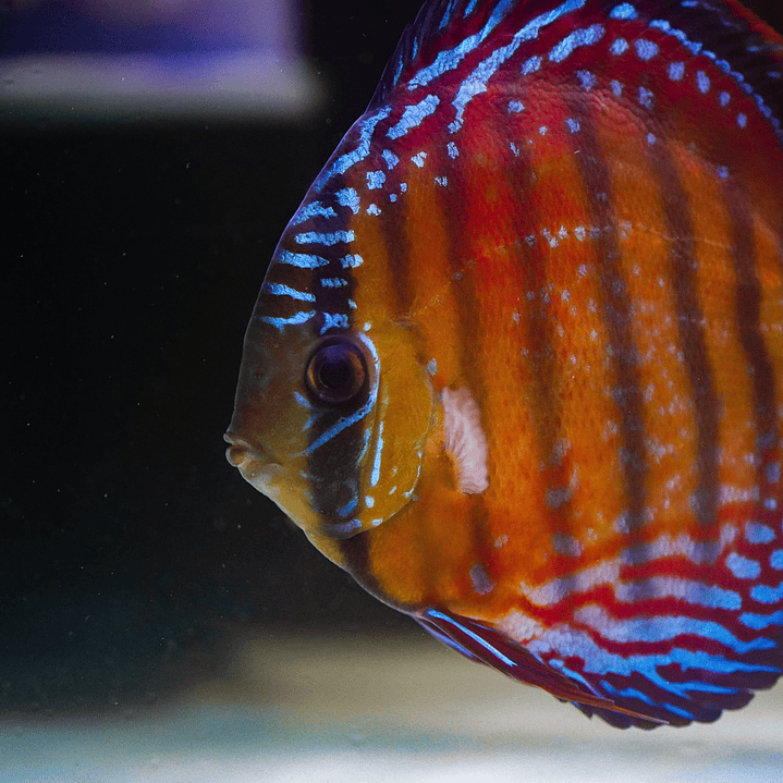 Cuipeua Semi Royal 3