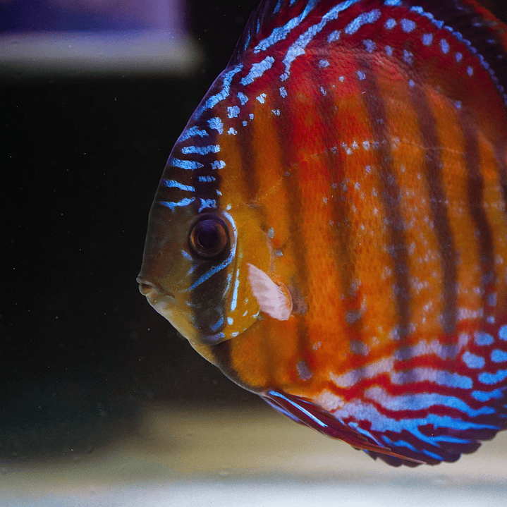 Cuipeua Semi Royal 5