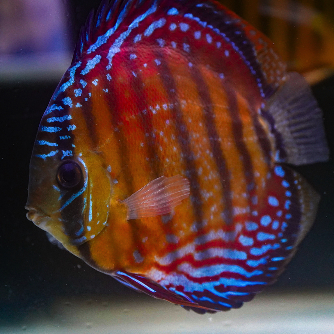 Cuipeua Semi Royal 7