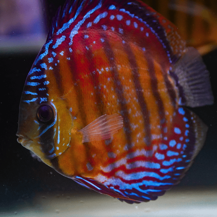 Cuipeua Semi Royal 7