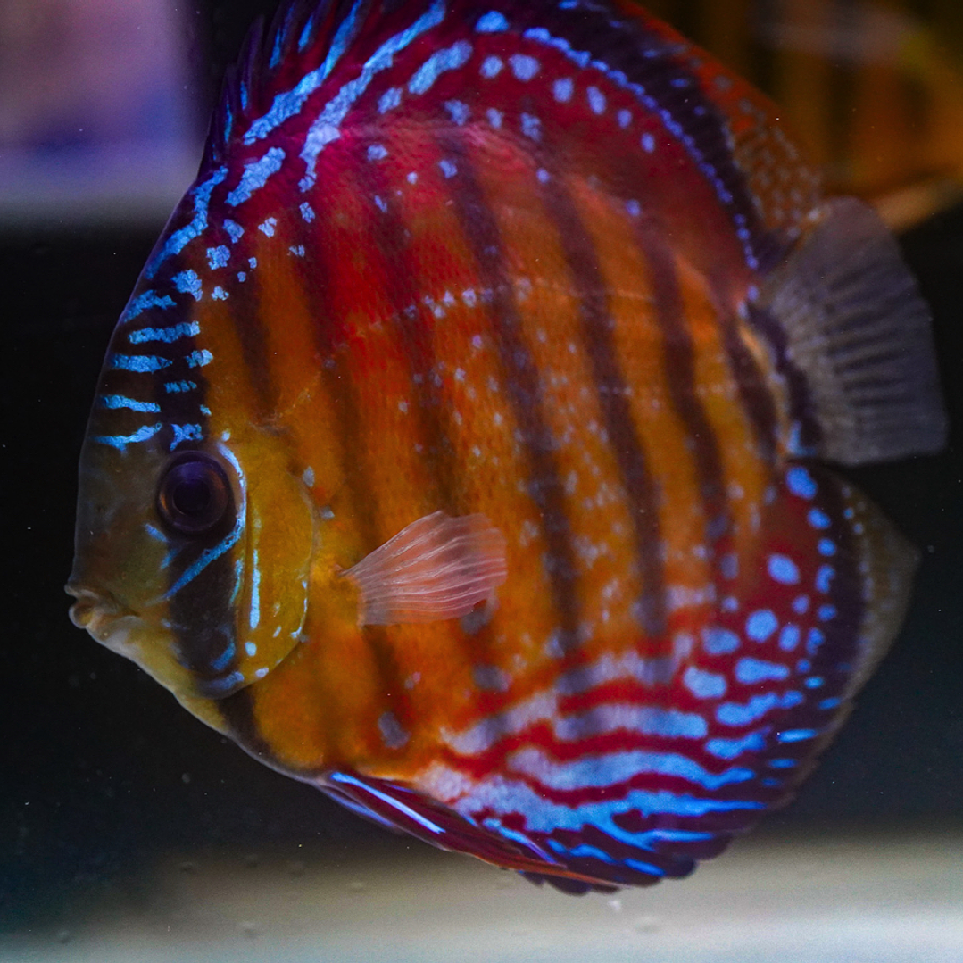 Cuipeua Semi Royal 9