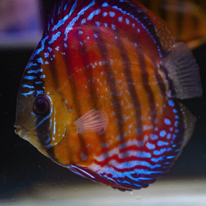 Cuipeua Semi Royal 9