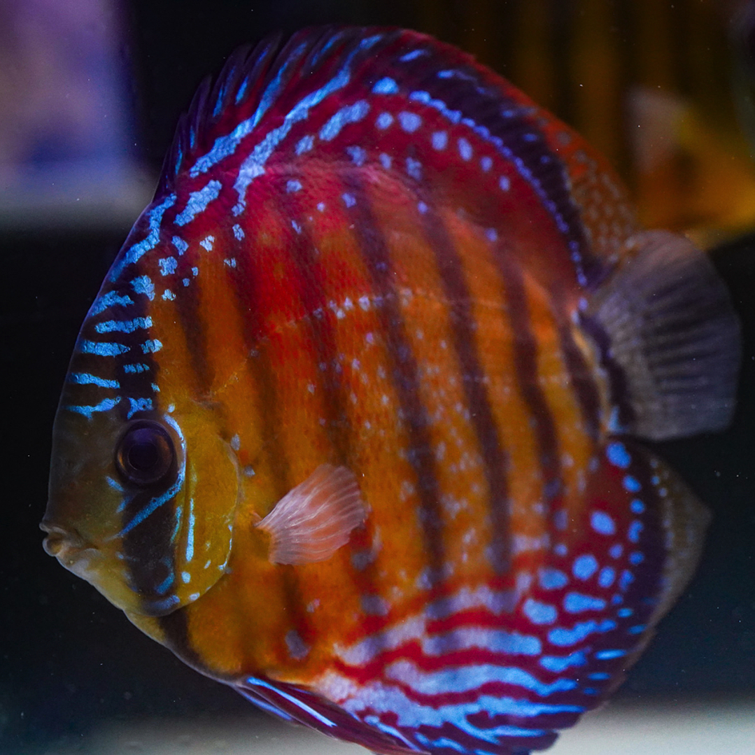 Cuipeua Semi Royal 1