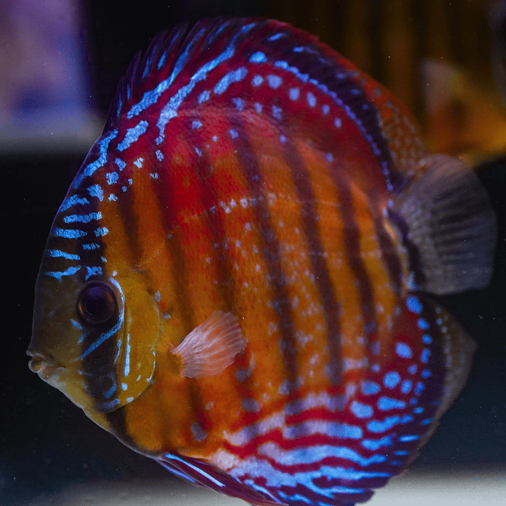 Cuipeua Semi Royal 1