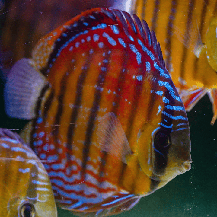 Cuipeua Semi Royal 2