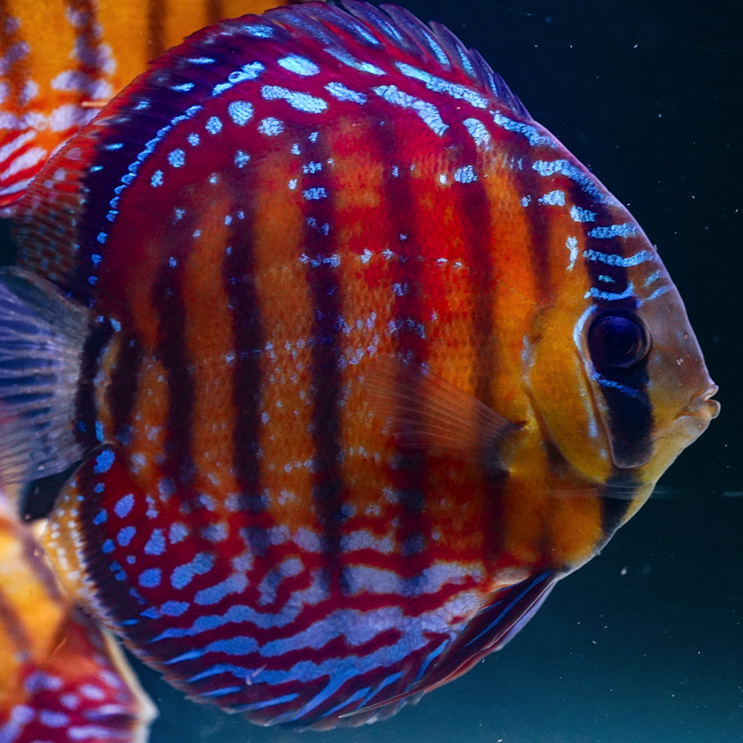 Cuipeua Semi Royal 8