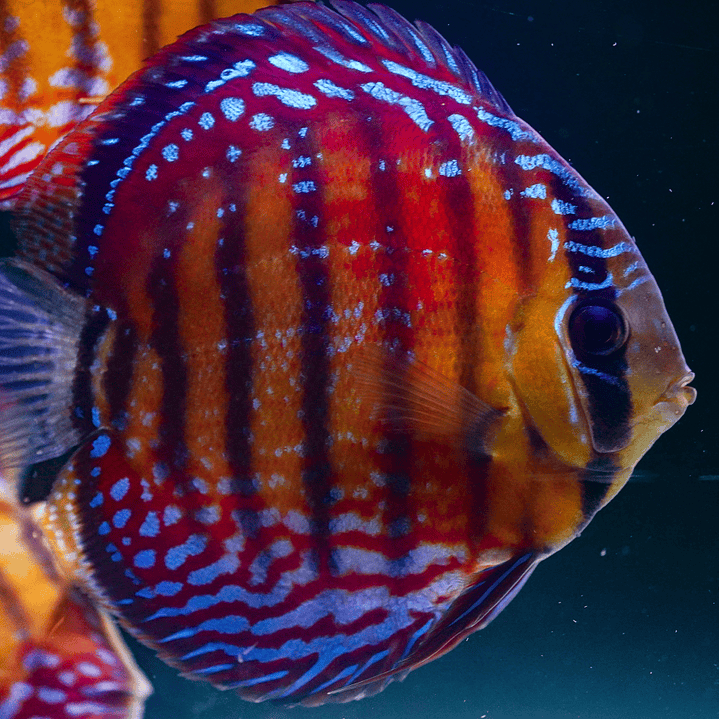 Cuipeua Semi Royal 8