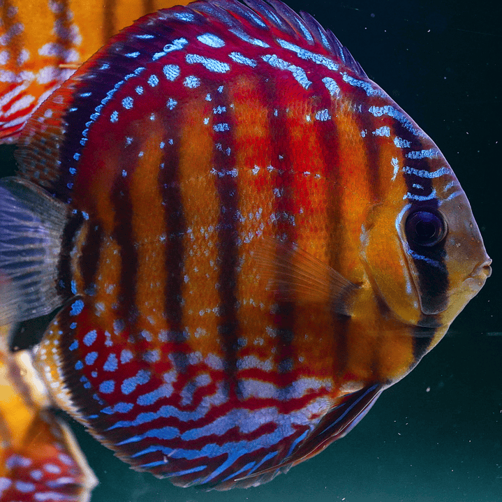 Cuipeua Semi Royal 4