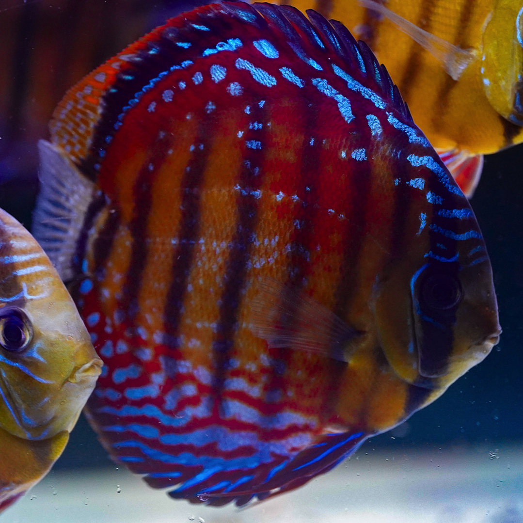 Cuipeua Semi Royal 6