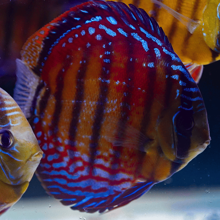 Cuipeua Semi Royal 6