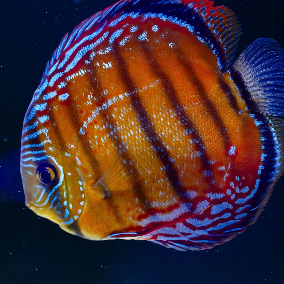 Cuipeua Red Solid 10