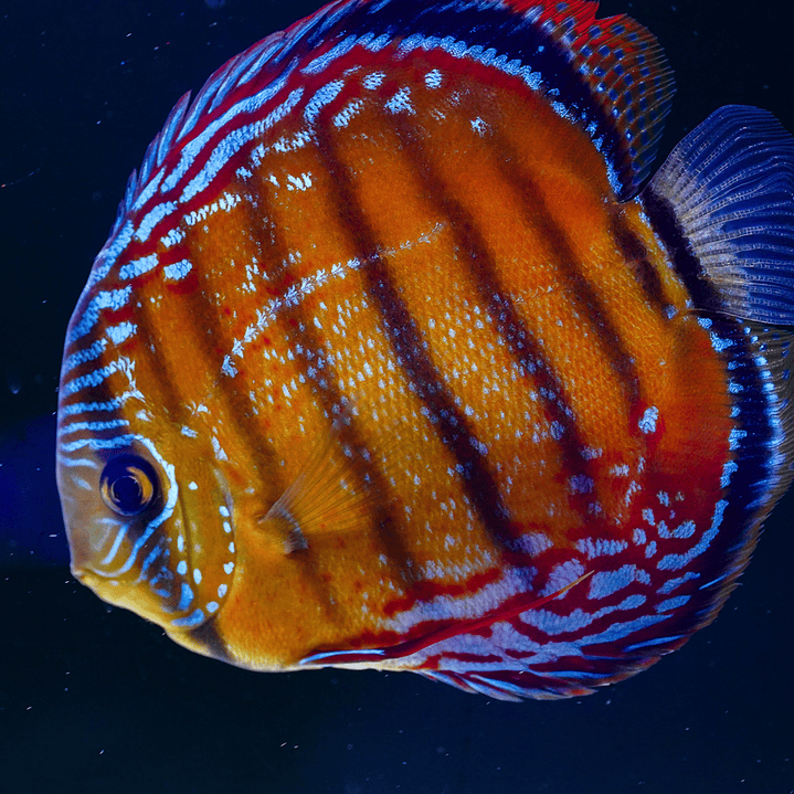 Cuipeua Red Solid 10