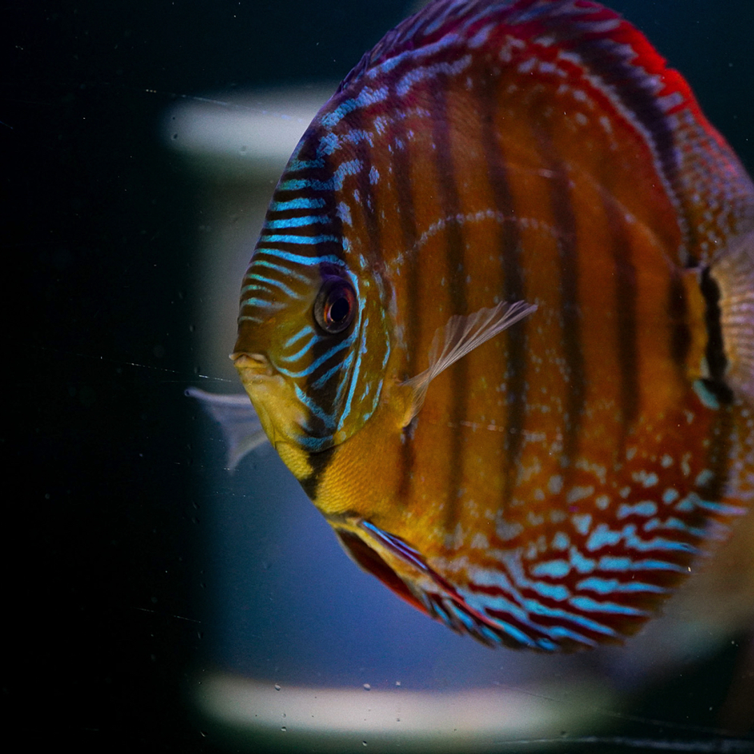 Barra Mansa Semi Royal 4