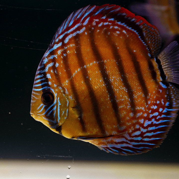 Barra Mansa Semi Royal 6