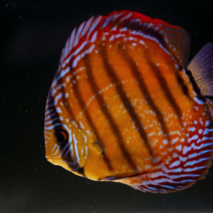 Barra Mansa Semi Royal 10