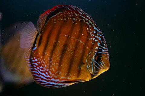 Barra Mansa Semi Royal