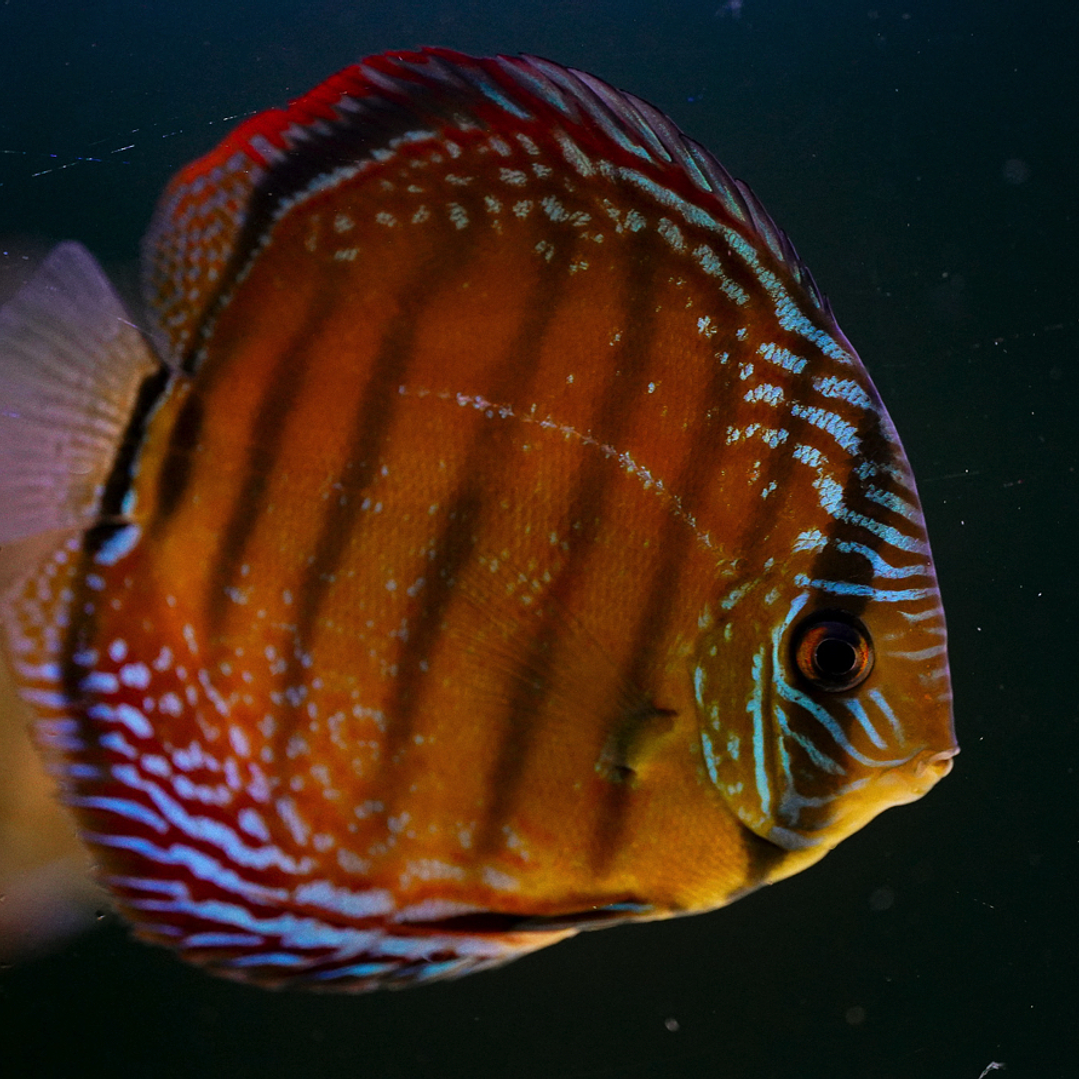 Barra Mansa Semi Royal 2