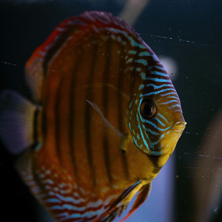 Barra Mansa Semi Royal 11