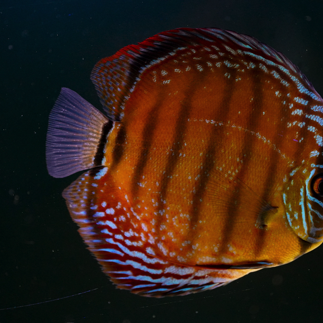 Barra Mansa Semi Royal 13