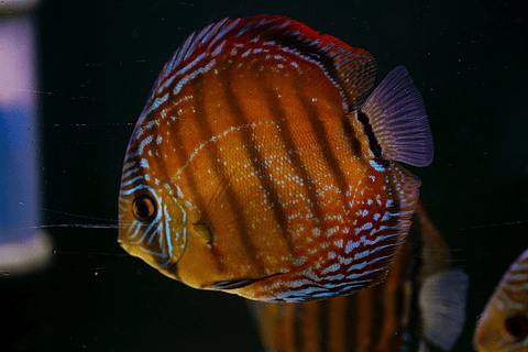 Barra Mansa Semi Royal