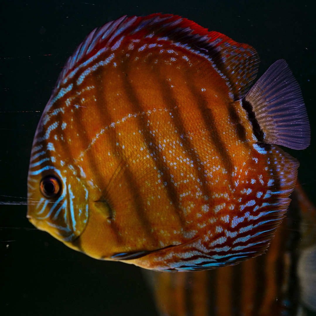 Barra Mansa Semi Royal 1